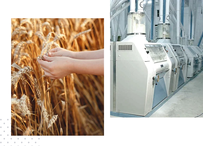 Ripe wheat in hand, and roller mills at the Harmony Foods plant